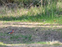 2016-05-08 09h58m00 - Goudvink man - Pierre Bernard